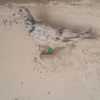 کفترهفرنگ پرنده|پرنده|الوند, |دیوار