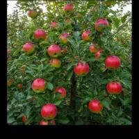 حراج کود بعلت تغییر شغل