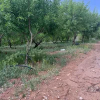 باغ بادام شوراب صغیر منطقه پل زمانخان