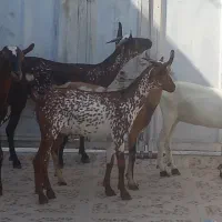 ،۱۲کهره نر بز نزار قصابی وداشتی دوقلوزا|حیوانات مزرعه|بندرعباس, |دیوار