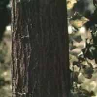 دوربر ۲۰۰ تن درخت صنوبر مخصوص ...