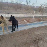 سگ مالینیوز|سگ|بیرجند, |دیوار