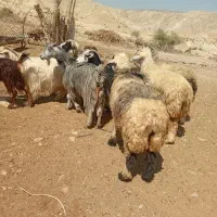 تیشتر و بره|حیوانات مزرعه|دوگنبدان, |دیوار