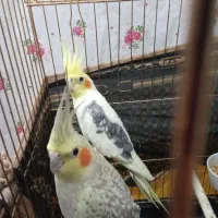 عروس هلندی|پرنده|قدس, شهرقدس|دیوار