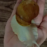 حلزون|خزنده|نیشابور, فردوسی جنوبی|دیوار