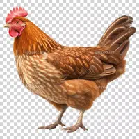 فروش مرغ محلی و بوقلمون