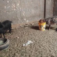 فروش دوعدد   بز  و کلار