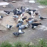 کفتر|پرنده|محمودآباد, |دیوار