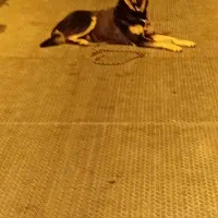 گم شده|حیوانات|رشت, گیل|دیوار