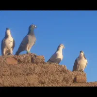 کفتر پرشی|پرنده|نیشابور, حقیه|دیوار