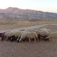 میش یا گوسفند