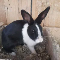 فروش خرگوش خونگی|موش و خرگوش|شاهرود, |دیوار