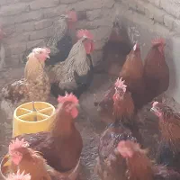 خروس محلی|حیوانات مزرعه|تربت‌حیدریه, بالا ولایت|دیوار