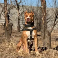 سگ پیتبول ماده نگهبان