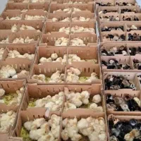 جوجه محلی بوقلمون اردک رنگی گوشتی