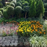 تعویض خاک گلدان در محل تضمینی مدیریت خانم اکبری|خدمات باغبانی و درختکاری|تهران, زعفرانیه|دیوار