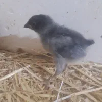 جوجه گلپایگان ۱۵ روزه وجوجه مرندی ۱۰ روزه