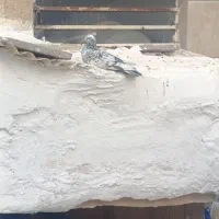 کفتر بالا مانده