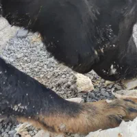 سگ ژرمن گمشده