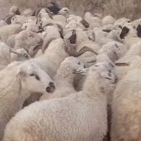 گوسفند داشت میش  بز قوچ|حیوانات مزرعه|اقلید, |دیوار