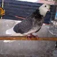 1عددکفترگرفته شده