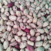 لوبیا چیتی خمین