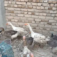 قوغاز دو رگه و اردک و خروس