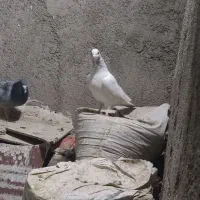 نرو ماده|پرنده|نسیم‌شهر, |دیوار