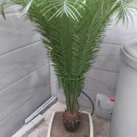 سیگاس