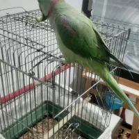 شاه طوطی فوق العاده سخنگو وباهوش ورام ودستی|پرنده|شهریار, شهرک وائین|دیوار