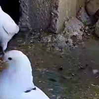 کبوتربازان|پرنده|فومن, |دیوار