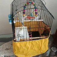 فروش قفس تنها