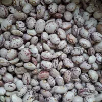 فروش لوبیا چیتی خمین