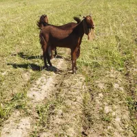 بز افغانی اصلی