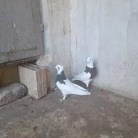 طوقی جفتی و