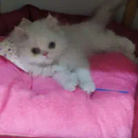 بچه گربه چشم رنگی پرشین اصل