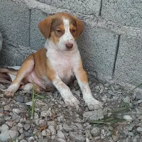 سگ نرگله پجه درشت|سگ|کوچصفهان, |دیوار