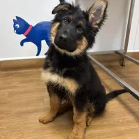 کلینیک دامپزشکی هیرو 50% تخفیف عقیم‌سازی