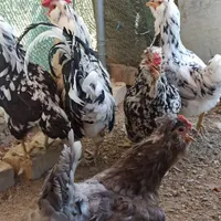 یه تعداد مرغ وخروس میکس گلین|حیوانات مزرعه|کرج, شهرک نهال و بذر|دیوار