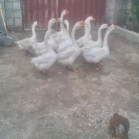 جوجه غاز وقو غاز ومرغ گلین