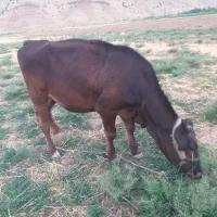 گوساله ماده
