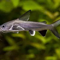 معاوضه یا فروش ماهی گوشتخوار (پرت و کت فیش)|ماهی|رشت, خمیران زاهدان|دیوار