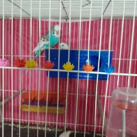 ساعت مچی ویک جفت مرغ عشق انگیلیسی طوطی قناری|ساعت|مشهد, ایثار|دیوار