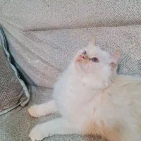 واگذاری گربه|گربه|کرمانشاه, |دیوار