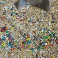 انواع پرنده ،لوازم جانبی،و دان پرندگان|پرنده|مسجد سلیمان, |دیوار