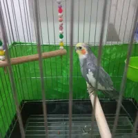 عروس هلندی نر|پرنده|کرج, شهرک بنفشه|دیوار