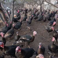 بوقلمون نر‌وماده