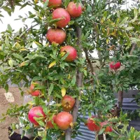 تولید و ارائه نهال انار ساوه پادشاه انارهای ایران|خدمات باغبانی و درختکاری|ورزقان, |دیوار