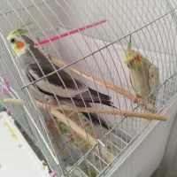 جفت عروس هلندی نر و ماده 1 ساله