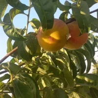 باغ گردو و انواع میوه|فروش زمین و ملک کلنگی|اهواز, سیصد دستگاه|دیوار